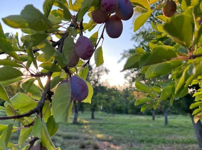 Frühstückspension La Bastide Portoly 